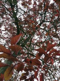 Low angle view of trees