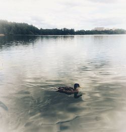 View of duck swimming in lake