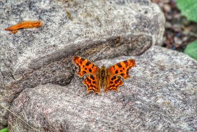 Close-up of butterfly on rock
