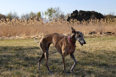 Adorable female greyhound walking at sunset in a field on the mountains