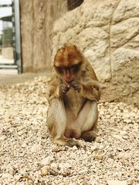 Close-up of monkey sitting on stone wall