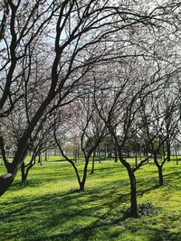 Trees on field against sky