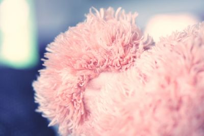 Extreme close-up of pink flower