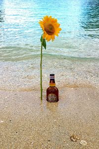 Close-up of yellow flower on beach against sky