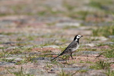 Bird perching on a land