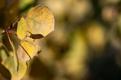 Close-up of autumnal leaves