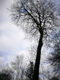 Close-up of bird on tree against sky