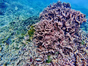 Close-up of coral in sea