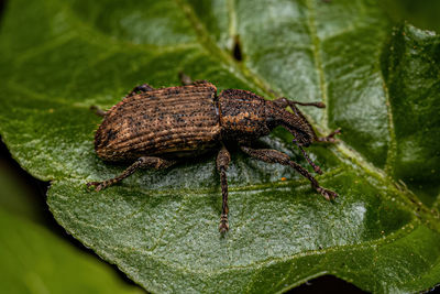 Close-up of insect on leaf