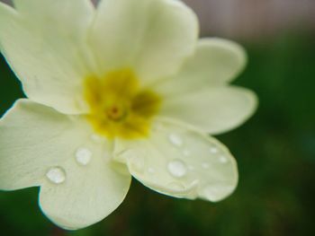 Close-up of white flower