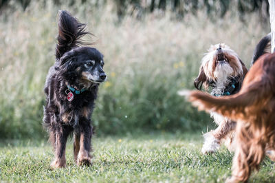 Three dogs playing