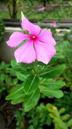 Close-up of pink flowers