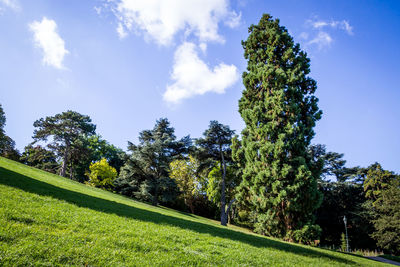 Trees on field against sky