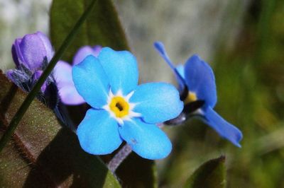 Close-up of purple flower