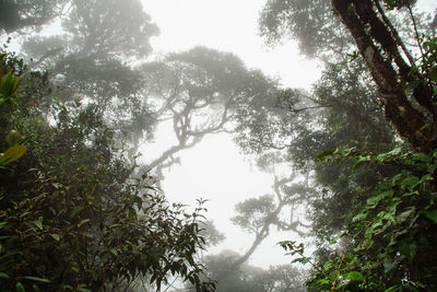 Low angle view of trees against sky