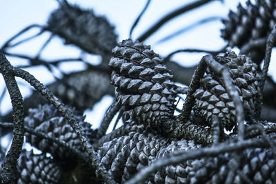 Close-up of a.pine cone during winter