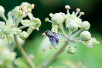 Close-up of insect on flower