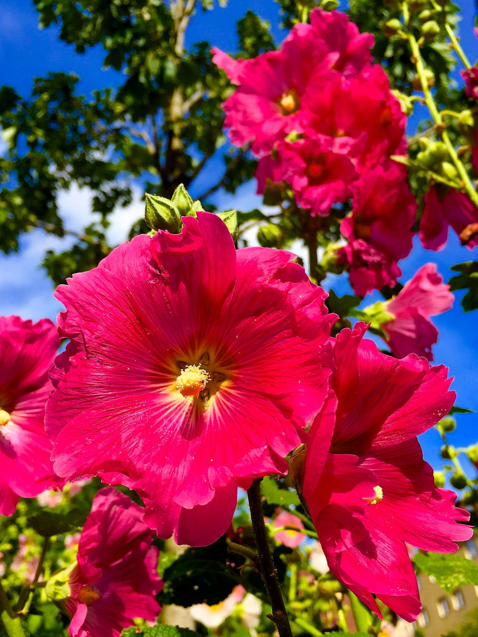 CLOSE-UP OF FRESH PINK HIBISCUS BLOOMING AT PARK