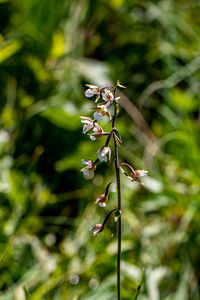 Close-up of flowering plant