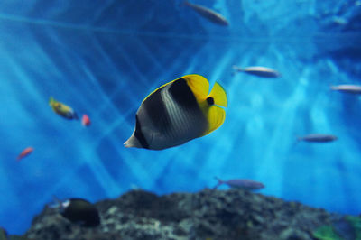 Close-up of fish swimming in aquarium