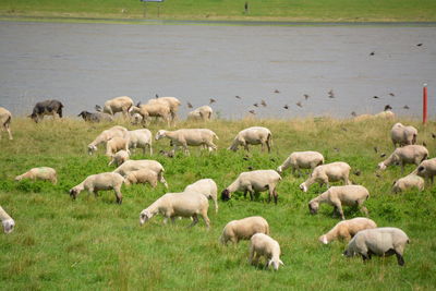 Animals on grassy field