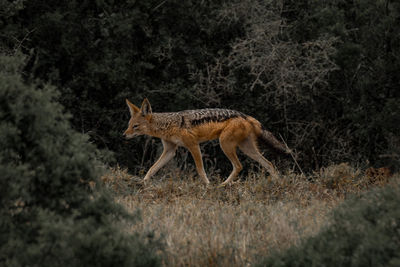 Side view of jackal walking on field