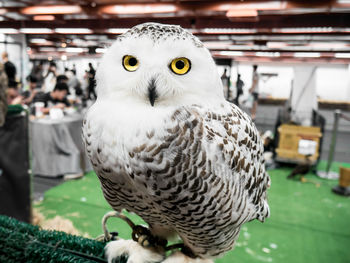 Close-up of owl perching outdoors