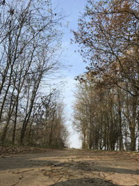 Road amidst trees in forest against sky