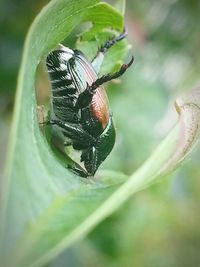 Close-up of insect on leaf