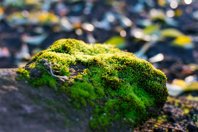 Close-up of lizard on rock