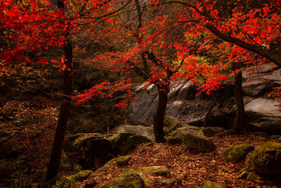 Trees in forest during autumn