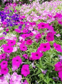 High angle view of pink flowering plants