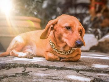 Close-up of a dog lying down