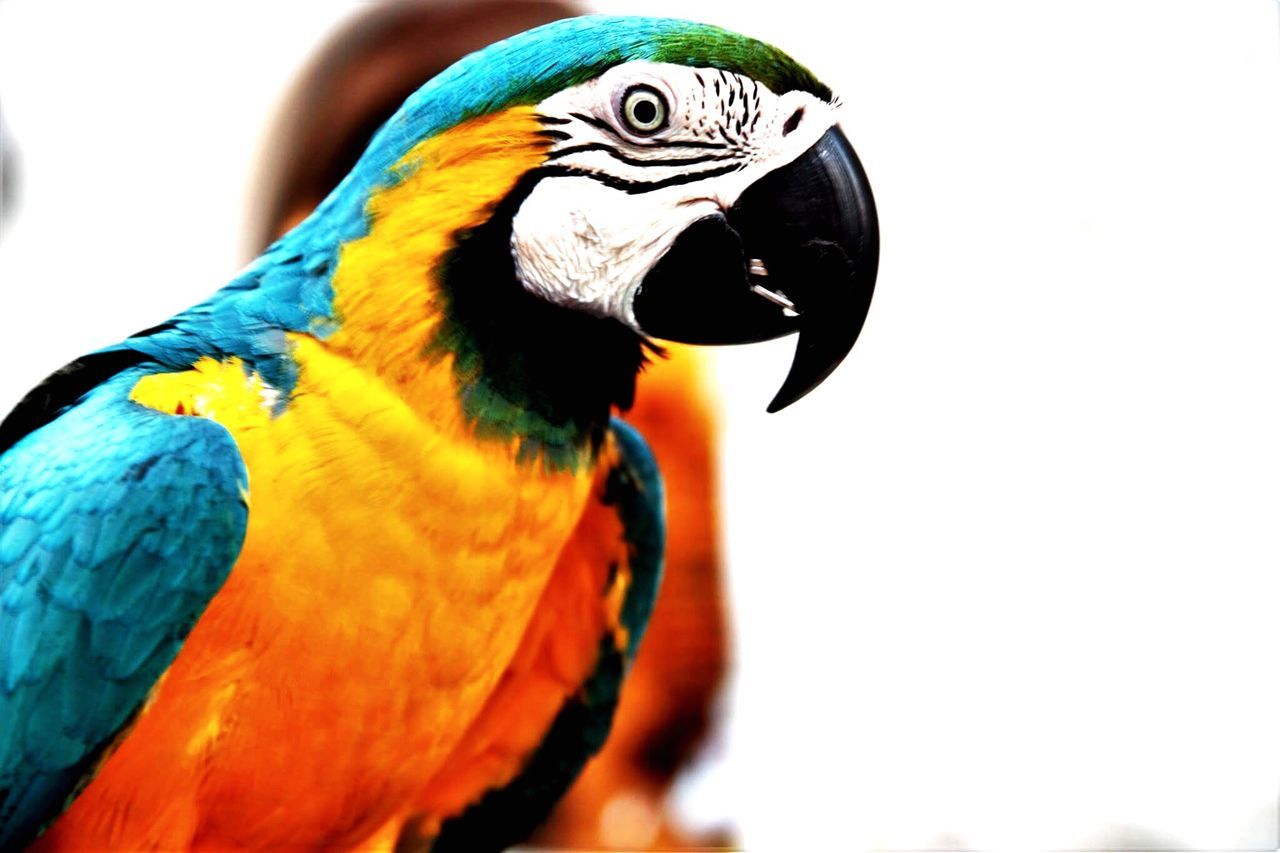 pet, animal themes, animal, bird, parrot, animal wildlife, one animal, gold and blue macaw, beak, multi colored, wildlife, close-up, nature, animal body part, no people, blue, beauty in nature, perching, tropical bird, parakeet, outdoors, yellow