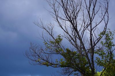 Low angle view of bare tree against sky