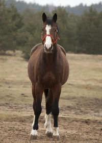 Portrait of horse standing on field