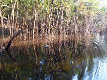 Plants growing in swamp