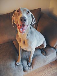 Dog sitting on sofa looking shocked