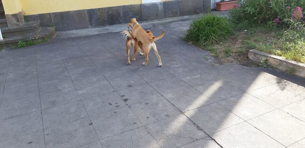 High angle view of dog standing on footpath