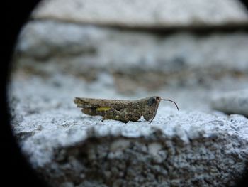 Close-up of lizard on rock