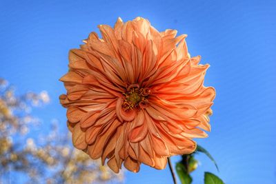 Close-up of orange flower against clear blue sky