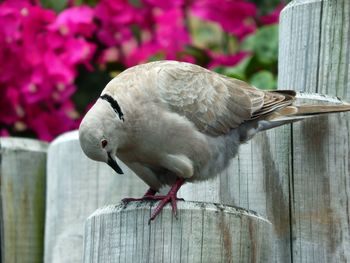 Close-up of bird perching on wood