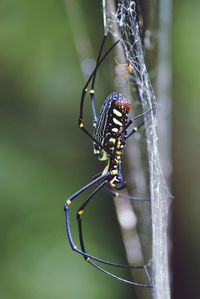 Close-up of insect on white background