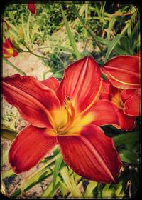Close-up of red hibiscus blooming outdoors
