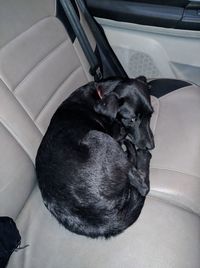 High angle view of dog relaxing on car