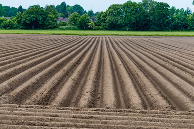 Scenic view of agricultural field