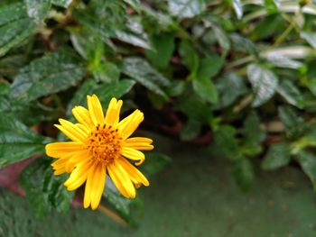 Close-up of yellow flower blooming outdoors