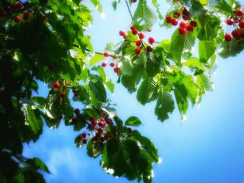 Low angle view of tree against sky