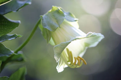 Close-up of white flowering plant