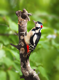 Woodpecker is a bird in nature among the branches of a tree. close-up